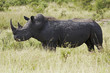 White rhinocerous grazing White rhinocerous grazing