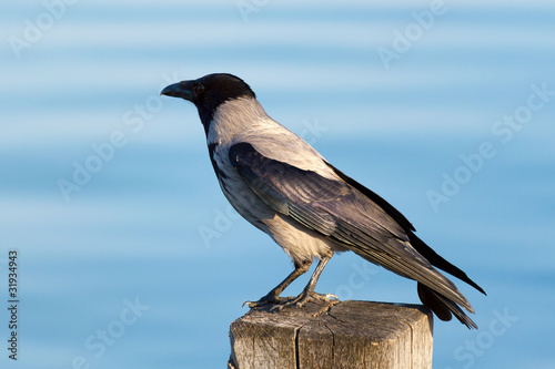 Photo: Hooded crow Hooded crow