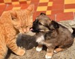 chat et chien jouant