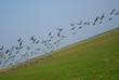 Vogelflug