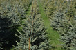 Pine Tre Farm