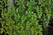 Nandina Domestica