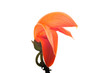 Flower of a Butea monosperma tree