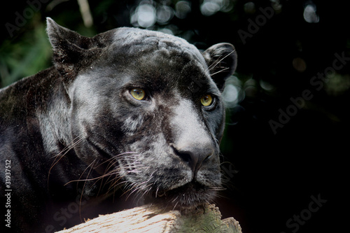 Foto: Black Jaguar Black Jaguar