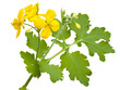 twig and flower of Celandine