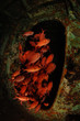 Wrack