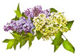lilac isolated