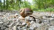 Schnecke kriecht auf Waldweg über Steine Schnecke kriecht auf Waldweg über Steine