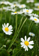 Foto: auf der Wiese auf der Wiese