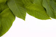 Leafy border.