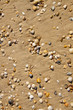 Small seashells over sand Small seashells over sand