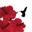 floral background with hibiscus and hummingbird