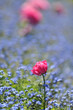 Rosa Tulpen und Vergissmeinnicht