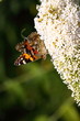 Butterfly cynthia cardui, la belle dame