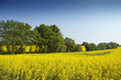 Yellow field blue sky Yellow field blue sky