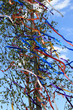 Maibaum