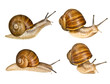 grape helix - common snail