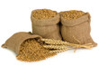 Wheat seed