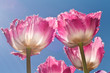 Tulpe Tulpe
