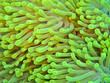 Foto: anemone anemone