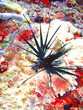 Foto: black lionfish black lionfish