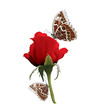 rose with butterflies illustration