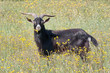 capra garganica al pascolo