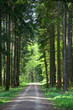 Waldweg