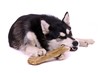 liegender Junghund Husky kauend am Knochen