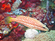 Foto: slender grouper fish slender grouper fish