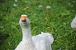 bio gans