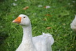 gans blickt mich an