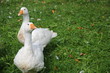gänsetanz