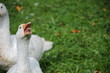 gans schnattert
