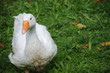 gänse blick