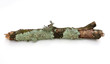 Branch with Lichen