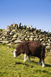 Sheep grazing in pasture