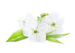 Beautiful Cherry Blossom over White