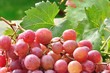 Table grapes and leaves