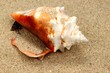 Muschelschale auf Sand