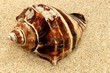Muschelschale auf Sand