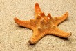 Seestern auf Sand