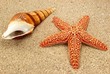 Seestern und Schneckenhaus auf Sand