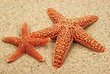 Seesterne auf Sand