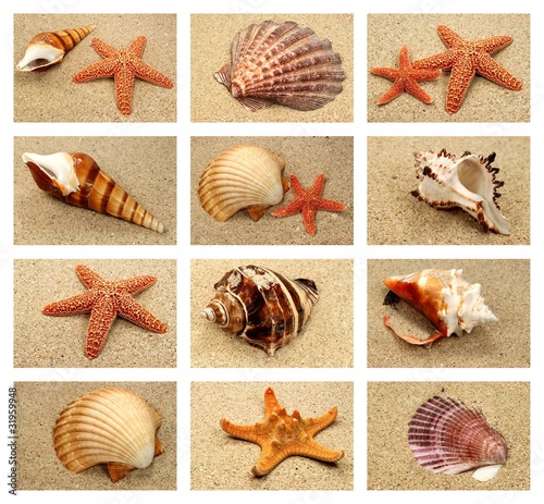 Foto: Muschel und Seestern Set auf Sand Muschel und Seestern Set auf Sand