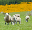 Sheep Grazing