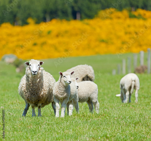 Photo: Sheep Grazing Sheep Grazing