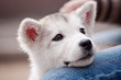 Alaska Puppies