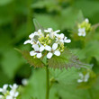Knoblauchsrauke - Alliaria petiolata