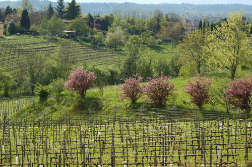 Photo: Paesaggio collinare Paesaggio collinare